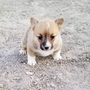 Meet your Posher, Maggie